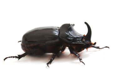 Rhinoceros beetle clipart