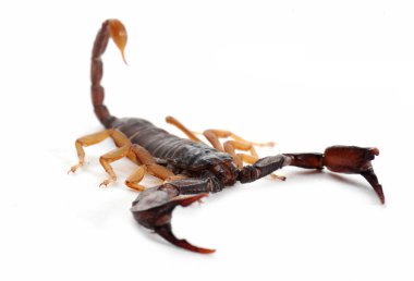 Brown scorpion clipart