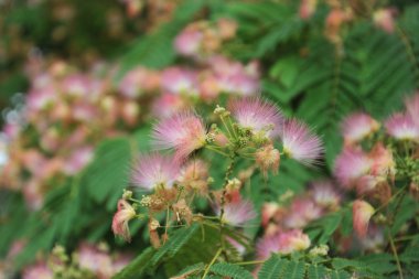 Albizia julibrissin