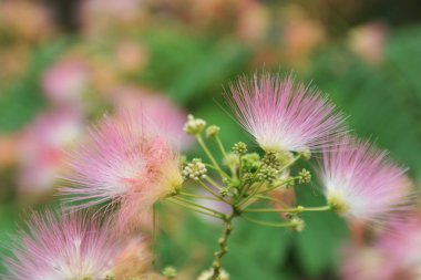 Albizia julibrissin