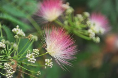 Albizia julibrissin