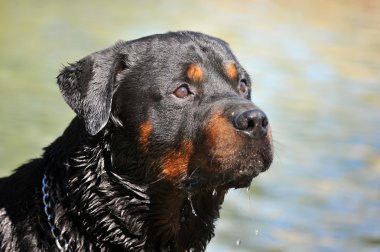 Rottweiler clipart