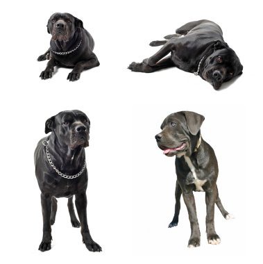 Cane corso