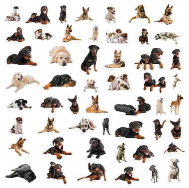 Group of purebred dogs clipart