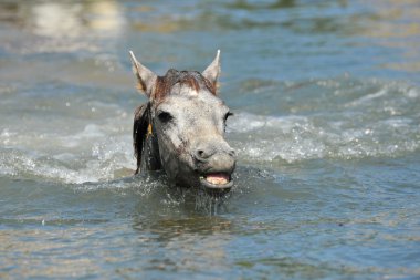 su da tayı Camargue