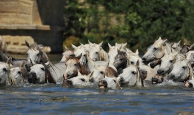 camargue at sürüsü