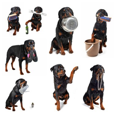 Rottweiler and objects clipart