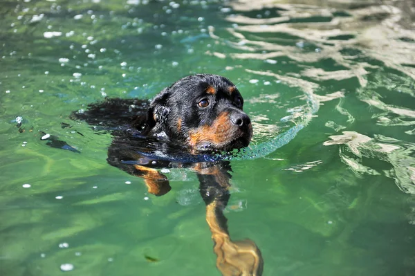 Rottweiler de natação — Fotografia de Stock