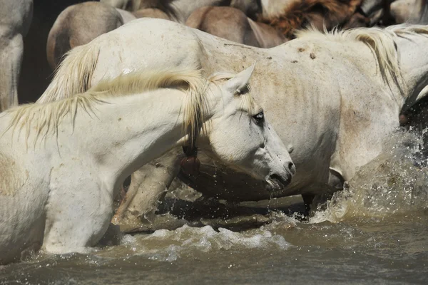 stock image Herd of Camargue horses