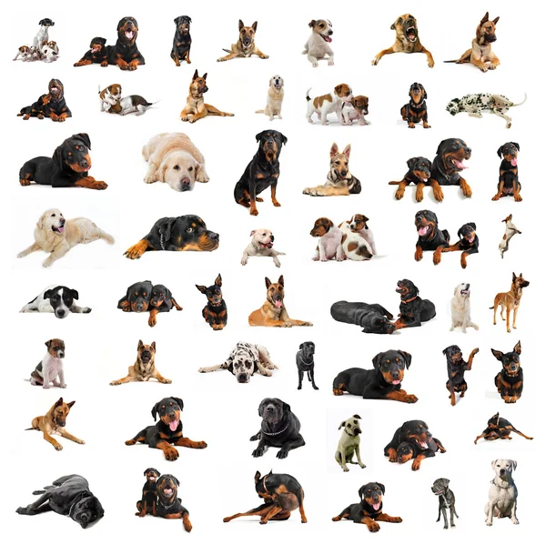 Gruppo di cani di razza pura — Foto Stock