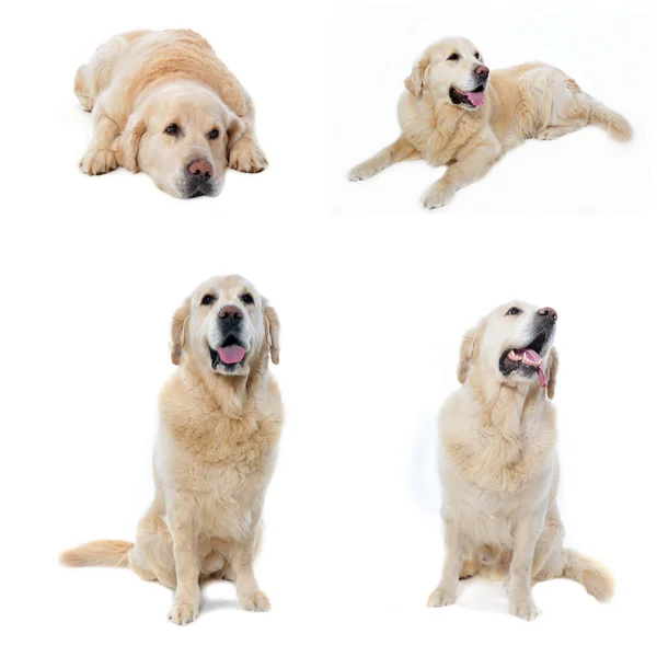 stock image Golden retriever