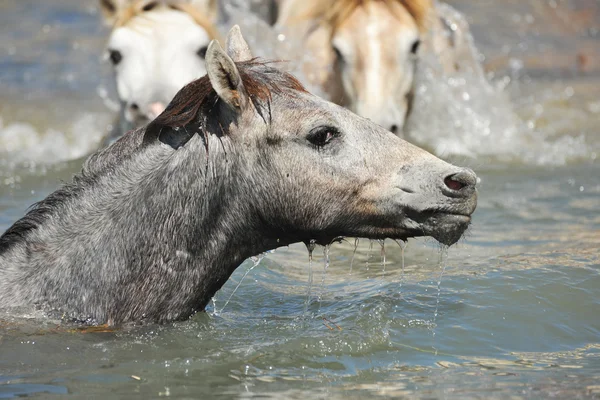 Camargue foal in the water — Stock Photo, Image