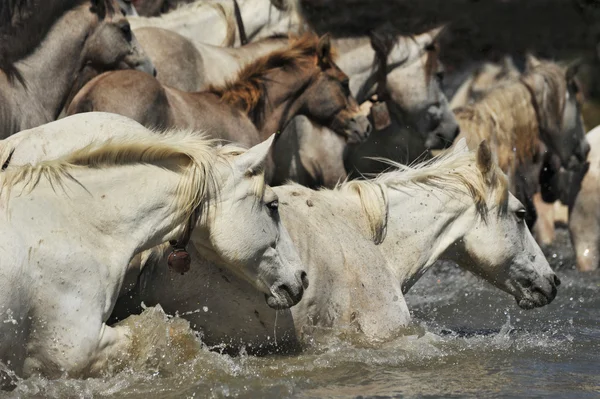 Стадо Камаргу коней — стокове фото