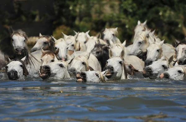 Herd of Camargue horses — Stock Photo, Image