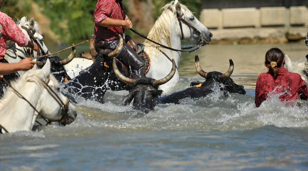 stock image Bull and horses in water