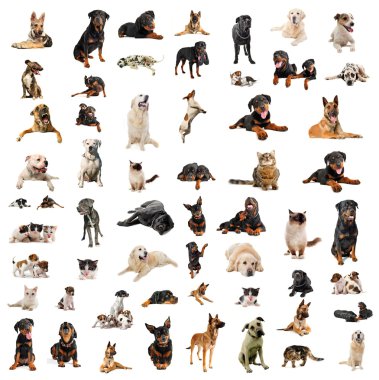 Dogs, puppies and cats clipart