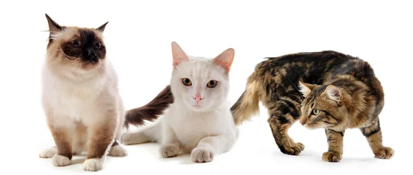 Tre katte - Stock-foto