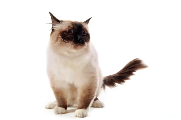 バーマン猫 — ストック写真