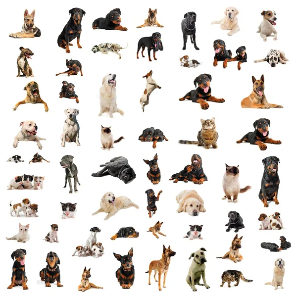 Cães, cachorros e gatos — Fotografia de Stock