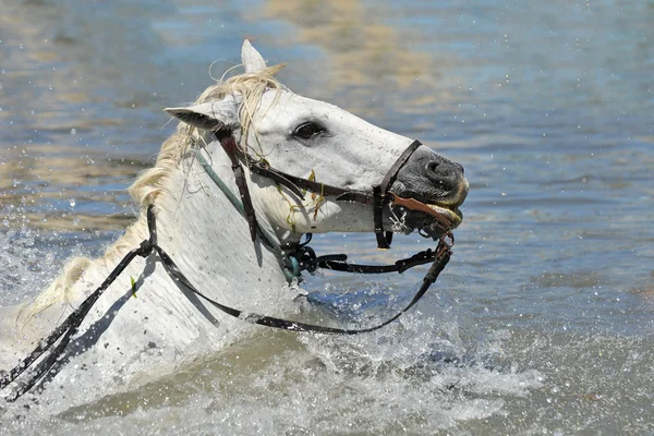 Pływanie koni camargue — Zdjęcie stockowe