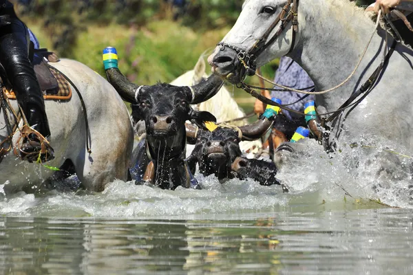 Bull och hästar i vatten — Stockfoto