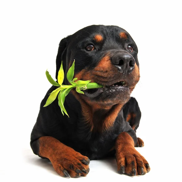 stock image Rottweiler and lucky bamboo