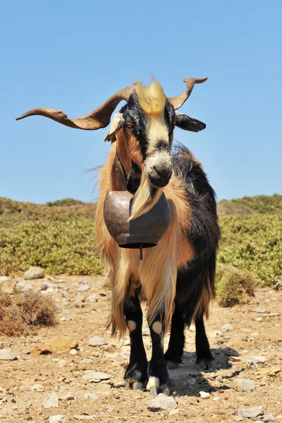 ベルとヤギひげ — ストック写真