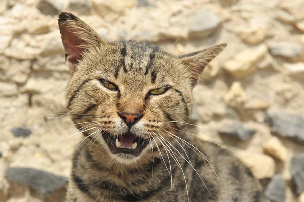 Мяукающая кошка — стоковое фото