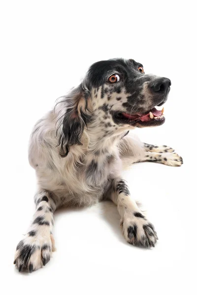 stock image English setter