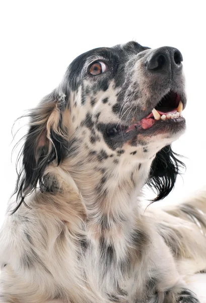 stock image English setter