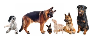 Group of dogs clipart