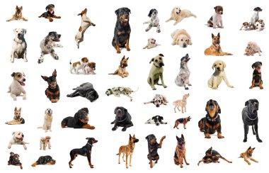 Guard dogs clipart