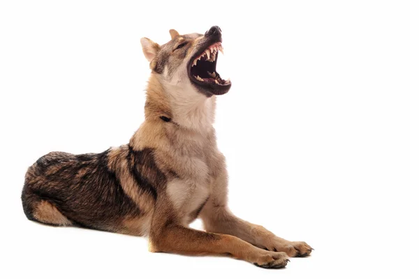 Tsjecho-Slowaakse wolfhond — Stockfoto