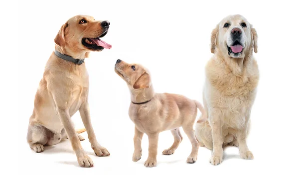 Labrador och Golden Retriever — Stockfoto
