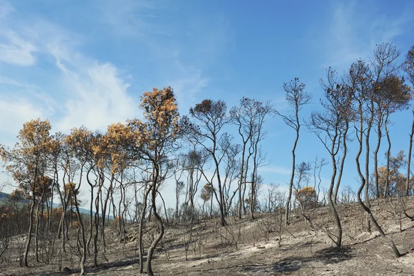 stock image After the fire