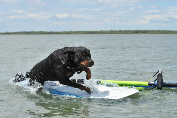 Rottweiler e windsurf — Fotografia de Stock