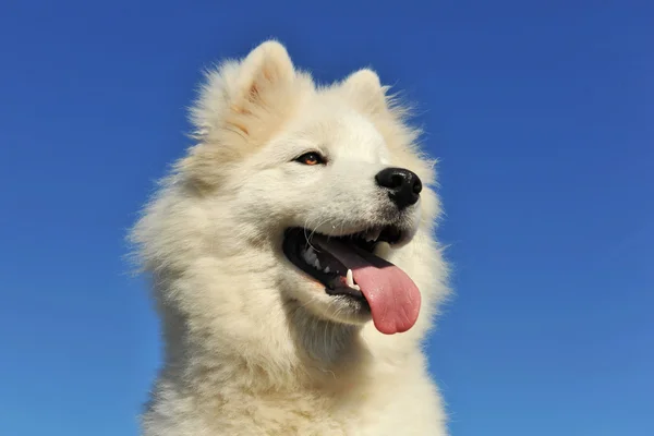 Filhote de cachorro samoyed cão — Fotografia de Stock