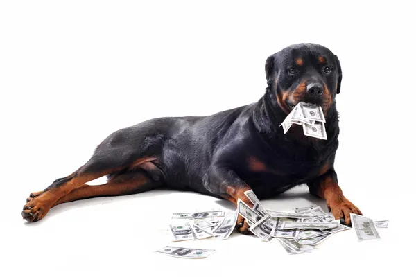 Rottweiler and dollars — Stock Photo, Image