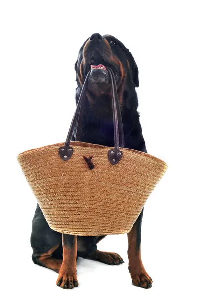 stock image Rottweiler and basket