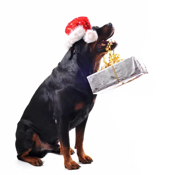Rottweiler, regalo y mujer — Foto de Stock