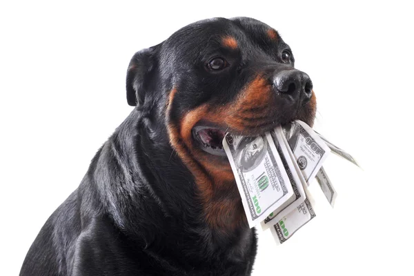 Rottweiler en dollars — Stockfoto