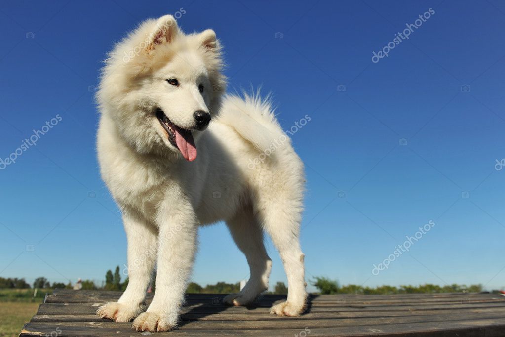 Puppy samoyed dog Stock Photo by ©cynoclub 3874512