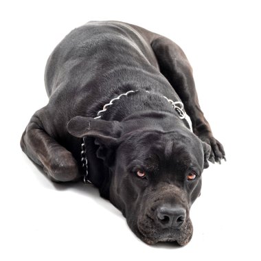 Cane corso