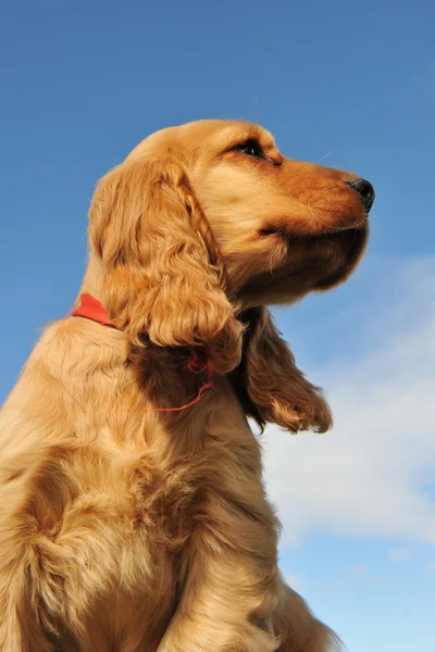 강아지 영어 코 커 — 스톡 사진