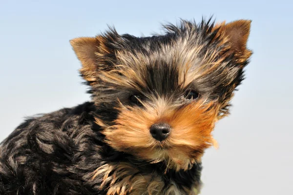 Filhote de cachorro yorkshire terrier — Fotografia de Stock