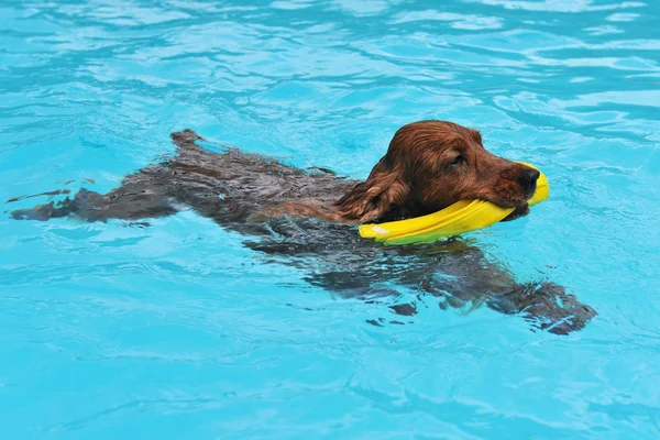 Swimming cocker — Stock Photo, Image