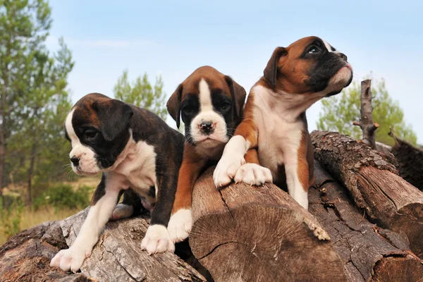 Puppies bokser — Stockfoto