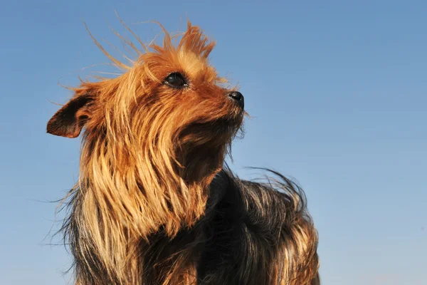 Yorkshire terrier — Foto de Stock