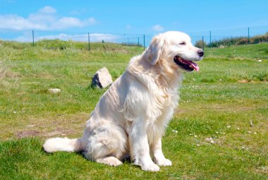 Golden Retriever