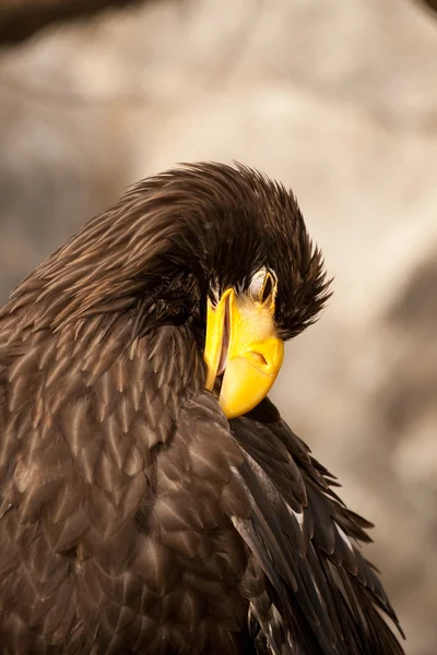 Eagle Royalty Free Stock Images